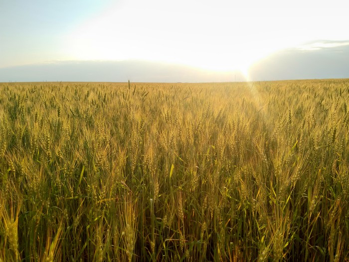 Summer gold - My, The photo, Wheat, Summer