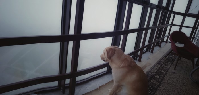 Foggy Labrador Morning - Fog, Dog, Labrador, Morning