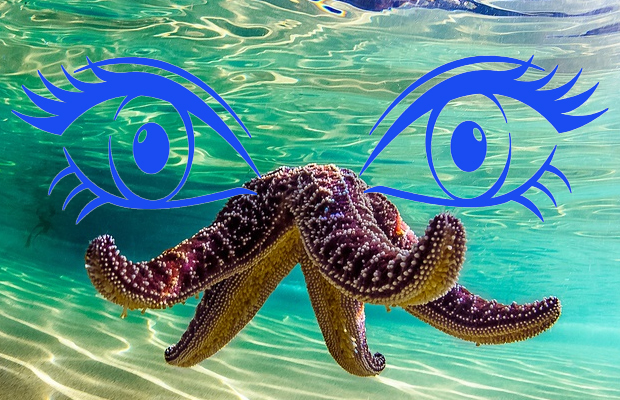 How many eyes does a starfish have? - wildlife, Starfish, Longpost