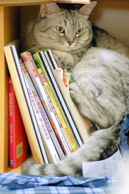 Bookman. - cat, Professor, Milota