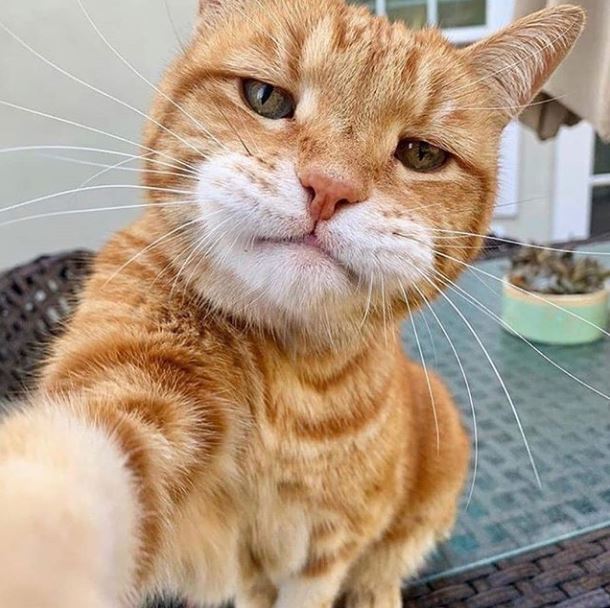 Selfie - Selfie, cat, Kotoselfi