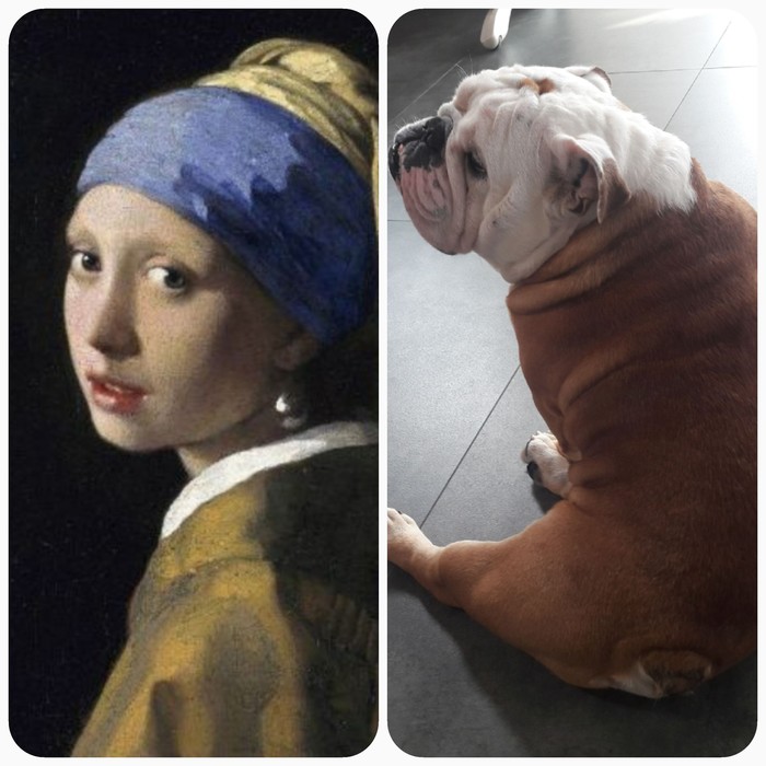 Based on Girl with a Pearl Earring - bulldog version. - My, English bulldog, Dog, Painting, Longpost, Girl with a pearl earring
