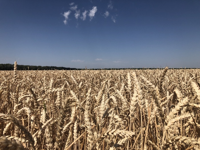Kuban - Field, Kuban, Summer, My, Video, , Wheat