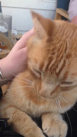 Нежнее, дамочка! Кот, Котомафия, Рыжий, Домашние животные, Массаж, Гладить, Видео, Гифка