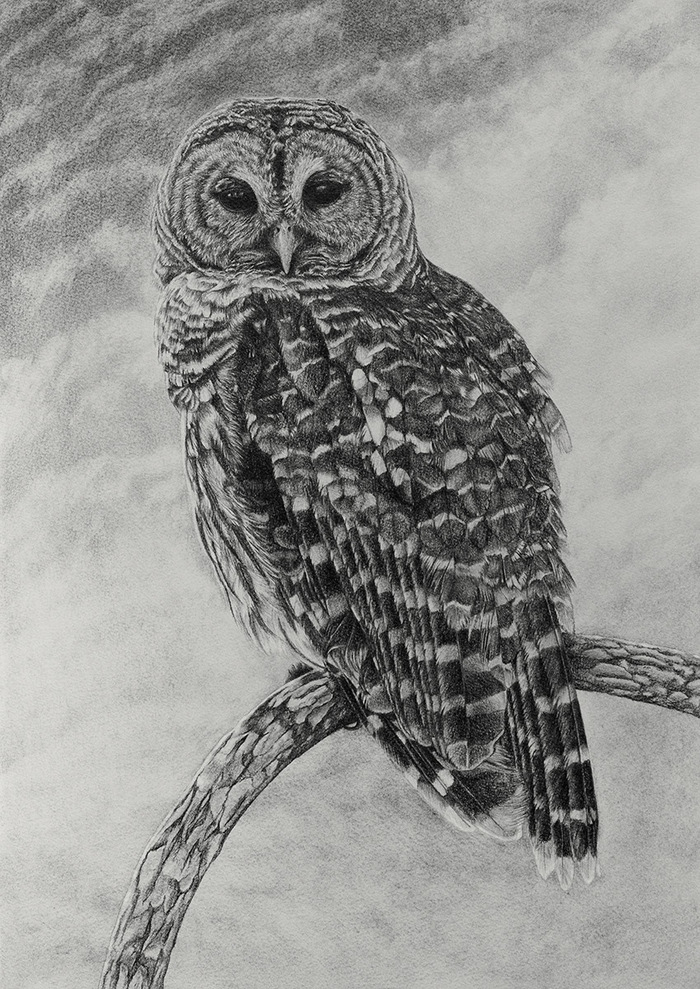 Variegated Owl - My, Drawing, Pencil drawing, Graphics, Birds, Owl, Tawny owl, Photorealism, Animalistics