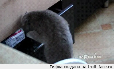 Откуда ты тут взялся? Соседи, Неадекват, Алкоголь, Гифка
