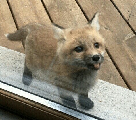 good fox - Fox, Beautiful, Funny, Animals, Young, Fox cubs