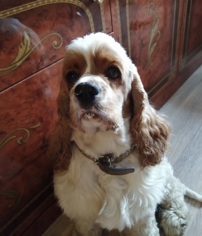 The cottage cheese was delicious - My, Cocker Spaniel, Dog