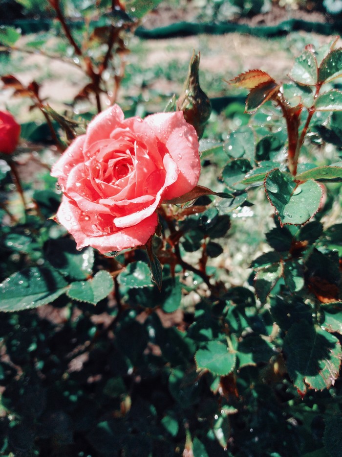 When there is a photographer in the soul - My, the Rose, The photo, Flowers, Beautiful, Izhevsk, Mobile photography