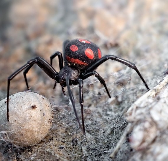 Black Widow attacked a pensioner and her son in a Moscow apartment - Spider, Black Widow, Moscow, Arachnophobia