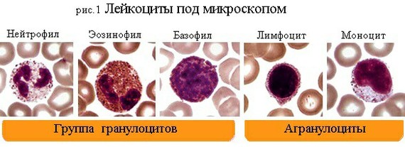 Немного о том, что такое бактерии, как работает иммунная система и причем там прививки - Иммунология, Вакцина, Иммунитет, Бактерии, Длиннопост