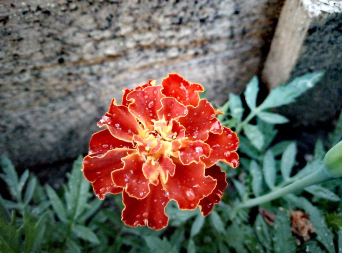 Village beauties - My, The photo, beauty, Village, Clouds, Plants, Flowers, Longpost