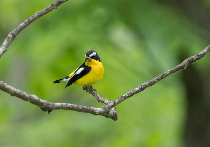 yellowback flycatcher - My, , Birds, Photo hunting, Longpost