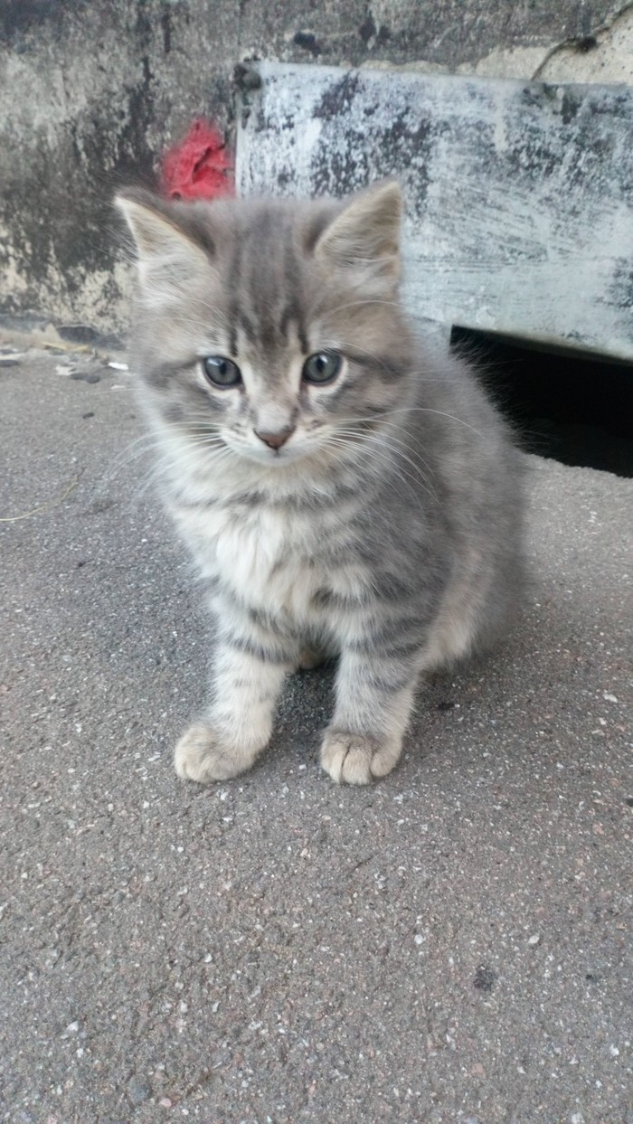 Kittens in good hands spb - Helping animals, Help, cat, Saint Petersburg, Longpost, Prospekt Veteranov, Kittens