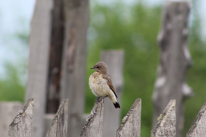 garden birds - My, Birds, The photo, Longpost