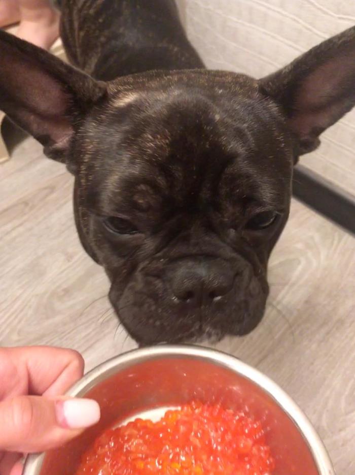 Ordinary evening in Vladivostok - My, French Bulldog, Vladivostok, Dinner, Longpost