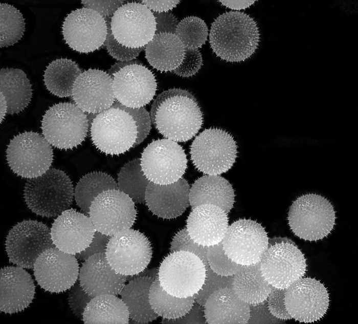 mallow pollen - My, The photo, Macro, Microworld, Pollen, Mallow, Microfilming, Macro photography