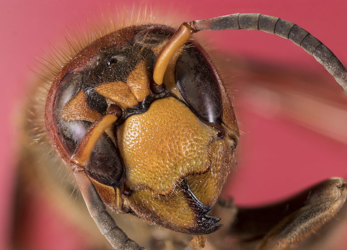 Hornet, portrait =) - My, Hornet, Insects, Macro photography