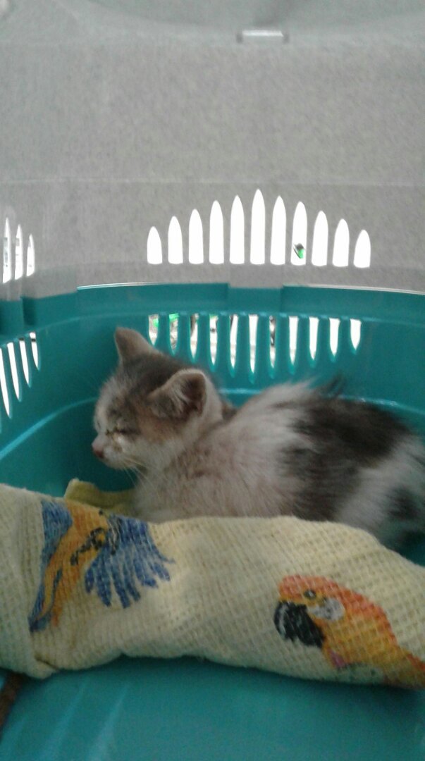 Sick kittens. - My, Kittens, Homeless animals, Longpost, cat, Help, Saint Petersburg, No rating, Helping animals