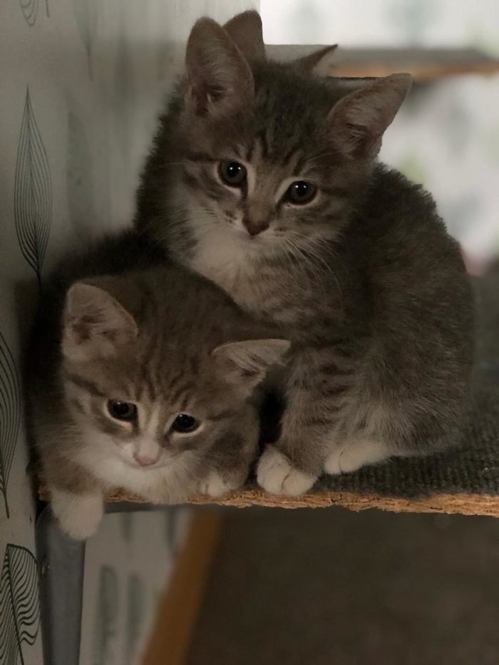 Little kittens are looking for moms and dads!!! - Kittens, Moscow, In good hands, Fluffy, cat house, cat, No rating, Longpost