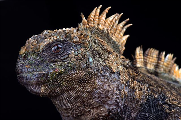 1562046795174215821 для чего нужны щупальца