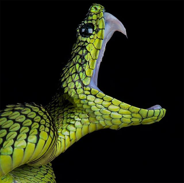 1562046815131144340 для чего нужны щупальца