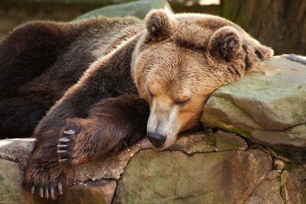 Спят усталые мишутки...