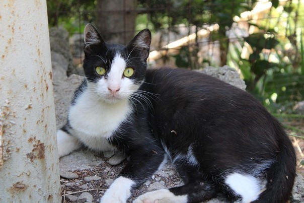 And again the Crimean cat hunting - My, cat, Catomafia, Crimea, Black cat, Hunting, Longpost