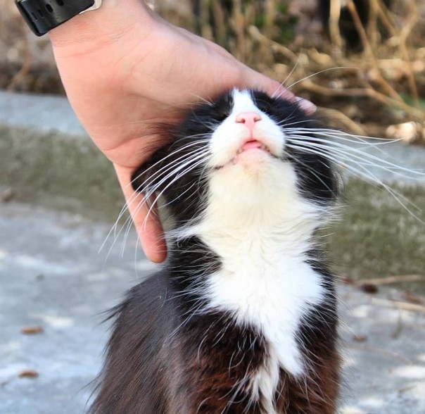 And again the Crimean cat hunting - My, cat, Catomafia, Crimea, Black cat, Hunting, Longpost