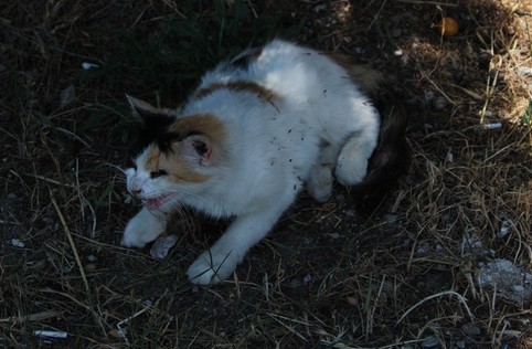 And again the Crimean cat hunting - My, cat, Catomafia, Crimea, Black cat, Hunting, Longpost