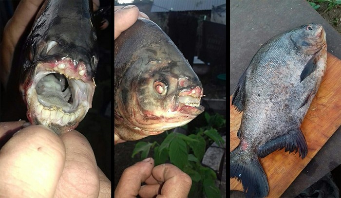 toothy piranha - Fishing, Piranha, Teeth, Fishermen, Oddities