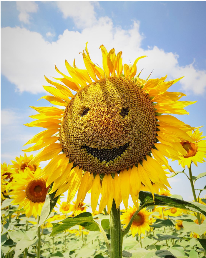 ���������� ����)