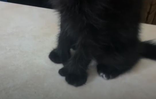 The family adopted a kitten with a mutation. But he is not scary, but terribly cute, because his paws are the softest. - Good, Animals, Longpost, cat, Kindness