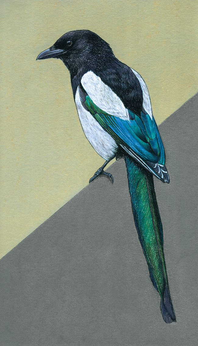 Magpie - My, Birds, Magpie, Drawing, Graphics, Art, Pastel, Animalistics, Realism