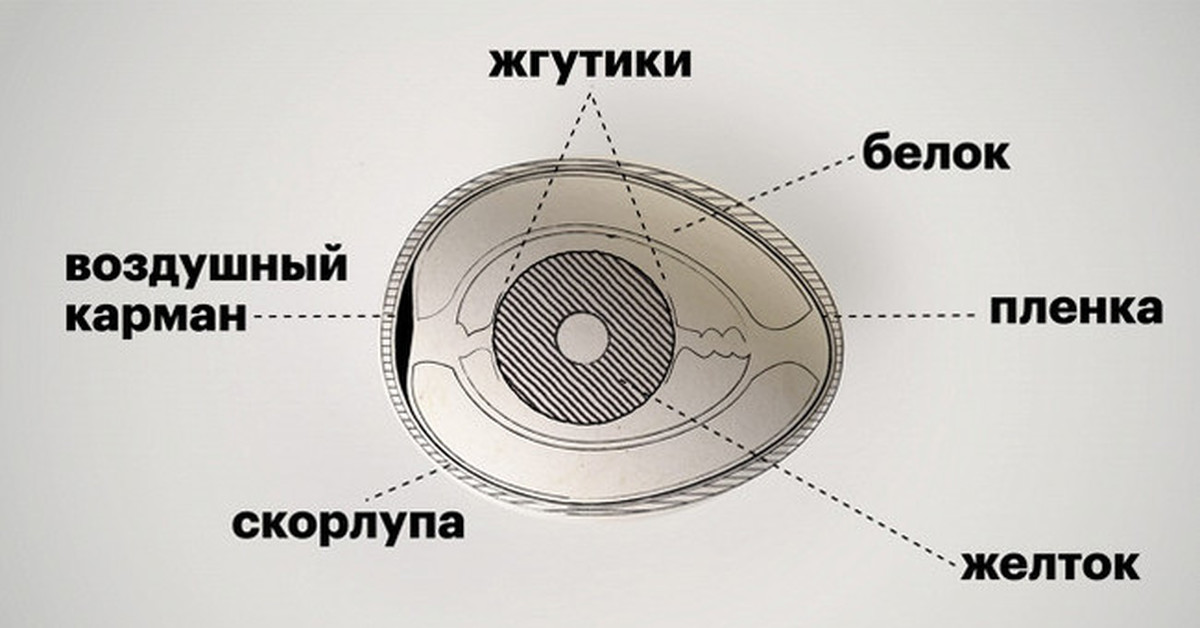 Строение Куриного Яйца Рисунок