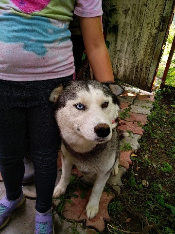 Huskies in good hands - In good hands, Moscow, Help, No rating, Husky, Puppies, Longpost, Dog, Helping animals