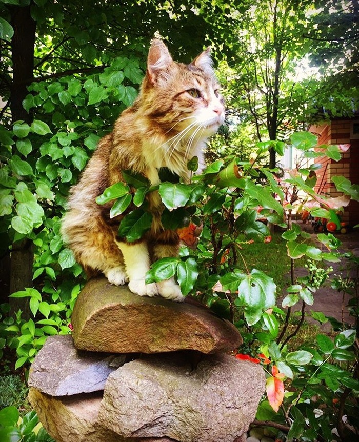 Кот на даче картинки