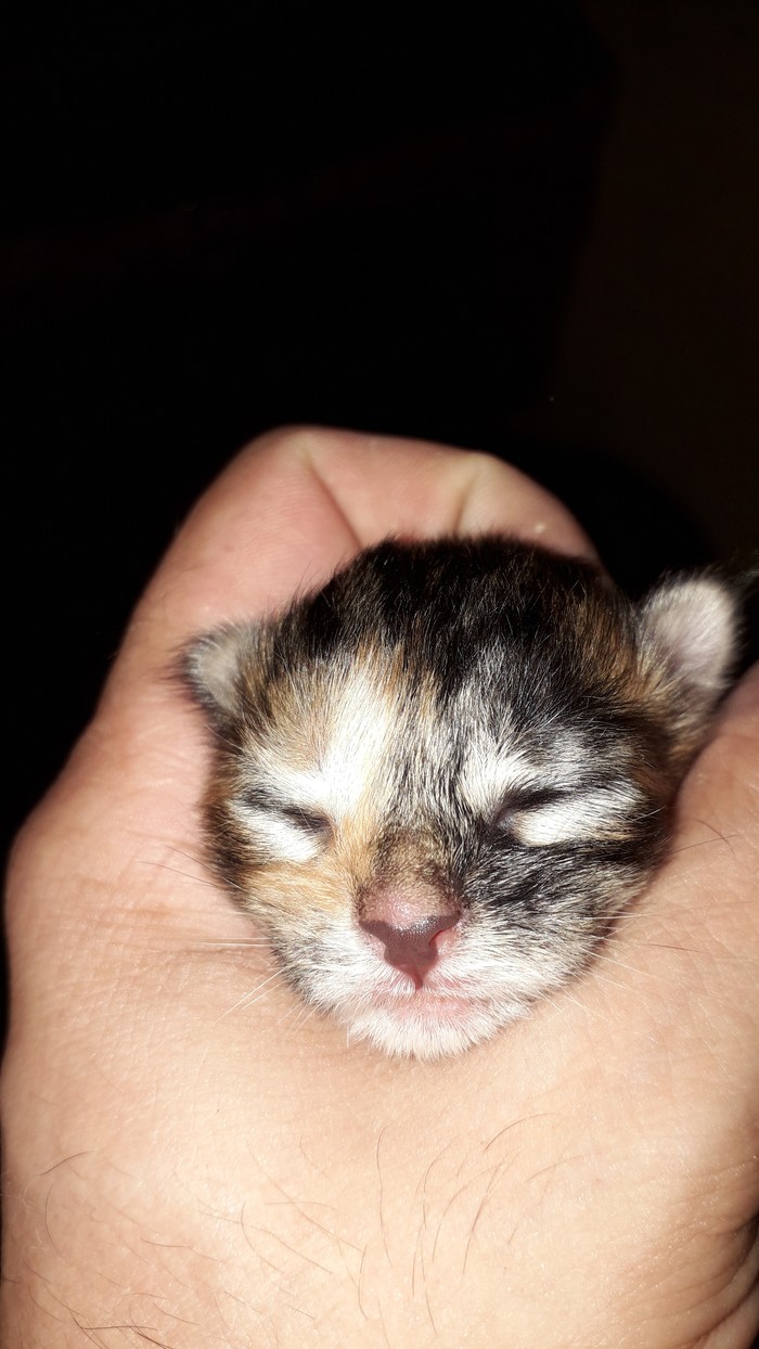 Maine Coon 3 days old - My, Cat breeds, Kittens, Maine Coon, Longpost, cat