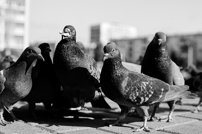 Angry birds - My, Town, Angry Birds, Black and white photo, Longpost, Pigeon