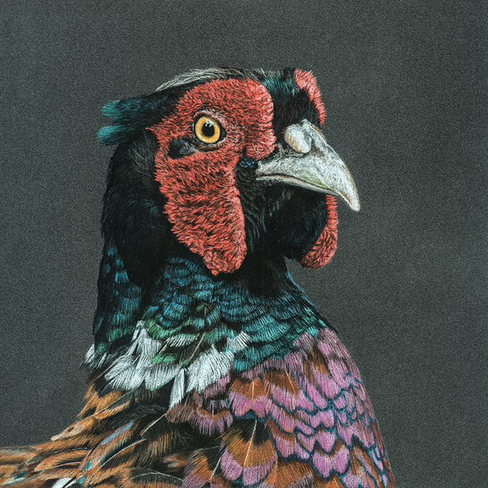 Pheasant portrait - Animalistics, Photorealism, Art, Pheasant, Pastel, Birds, Drawing, My