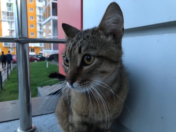 cat - My, No rating, Voronezh, cat, Longpost, In good hands, Looking for a master, Help, Looking for a home, Helping animals