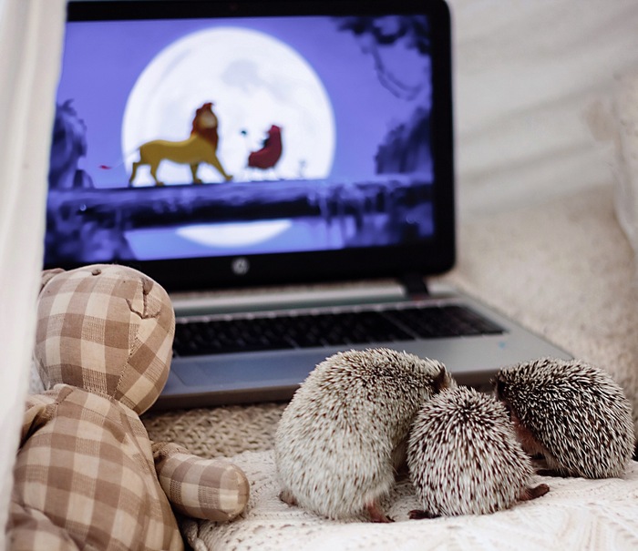 �������� ��������