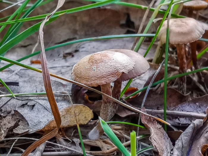 Mushrooms - My, Mushrooms, Mobile photography, Huawei mate 20, Longpost