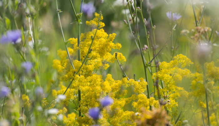 In flowering meadows - My, Grass, Longpost, Meadow, , Nature, Flowers