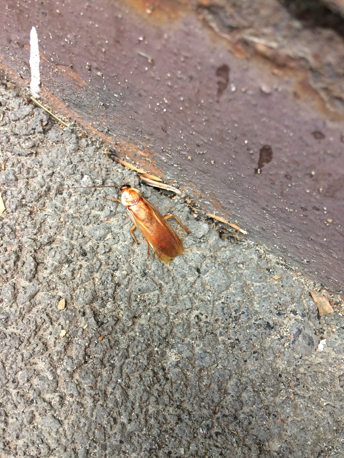 Help to identify! - My, Insects, Want to know everything, What's this?