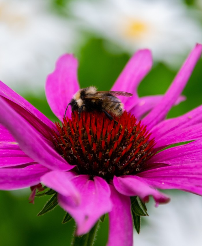 bugs - Flowers, Longpost, Bumblebee, Macro photography, Beginning photographer, My