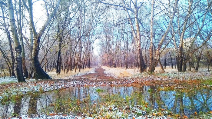 Early winter - My, Forest, The photo