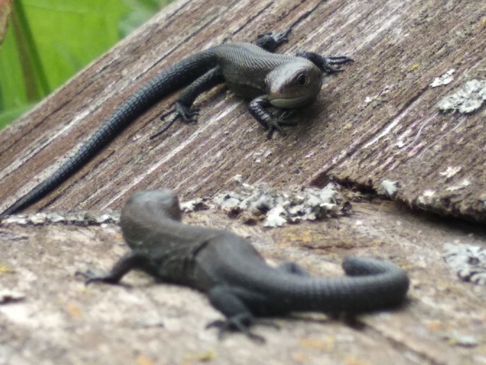 It seemed to me that an epic battle of two dragons was about to begin. - My, Lizard, Moscow region, Livestock, Dacha, Reptiles, Animals