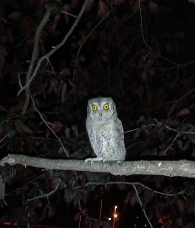 disappointment - The photo, Owl, Krasnodar