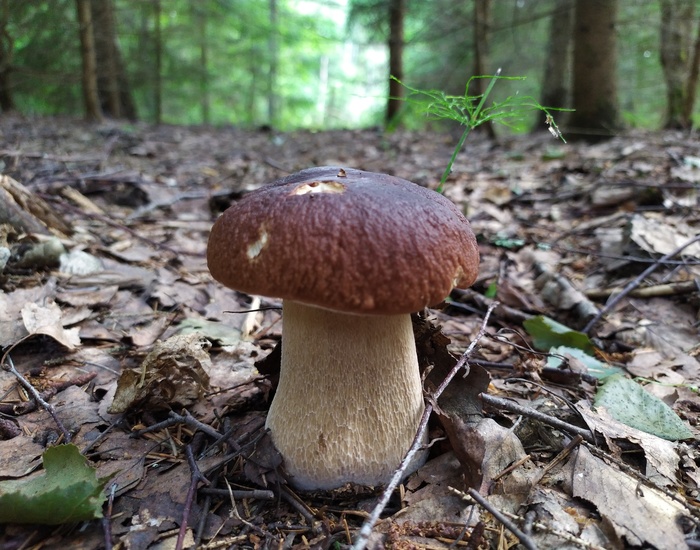 Borovik, the day before yesterday. - My, Mushrooms, Forest, Silent hunt, Borovik, Nature